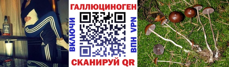 Псилоцибиновые грибы мицелий  наркотики  Чулым 